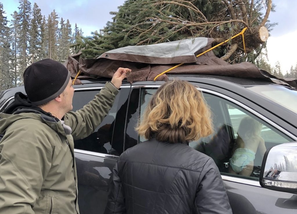 Christmas Tree Adventures